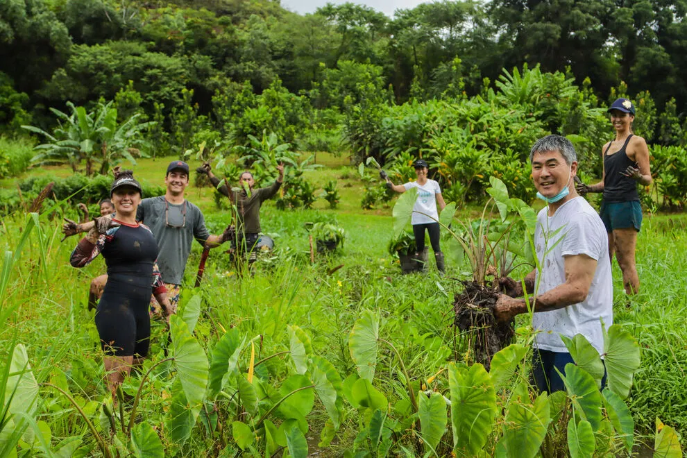 HFWF CEO Denise Yamaguchi and HFWF co-founder chef Roy Yamaguchi with volunteers in the taro patch at Papahana Kualoa — Photo courtesy of Hawaii Food & Wine Festival, Makaha Studios